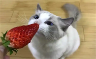 猫能吃草莓吗要去籽