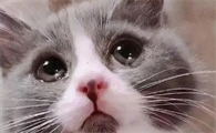 猫为什么会哭流泪呢