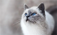 猫在夜里能看见东西吗？