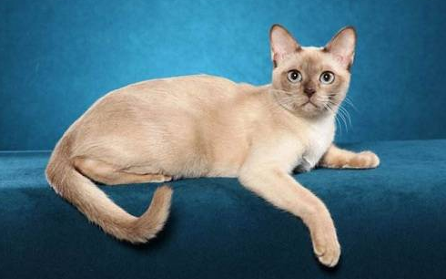 猫咪下颌摔断了能自愈吗