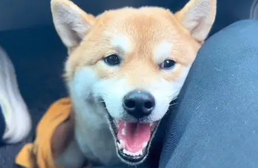 双腿骨折,被扔在垃圾桶里的柴犬,面对困境,它的笑容依然阳光 双腿骨折,被扔在垃圾桶里的柴犬,面对困境,它的笑容依然阳光