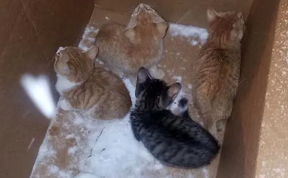 一窝小奶猫遭遗弃，暴风雪中冻得瑟瑟发抖