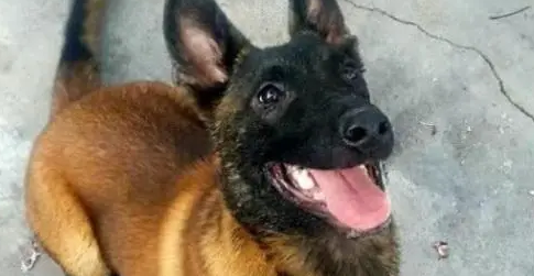 养宠科普:小马犬多久驱虫一次? 养宠科普:小马犬多久驱虫一次?