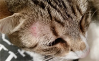 猫咪起癣的主要原因是什么