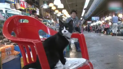 神奇！海鲜市场养的猫，从来不偷吃鱼虾