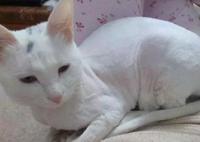 猫咪春天可以剃毛吗 猫咪春天可以剃毛吗