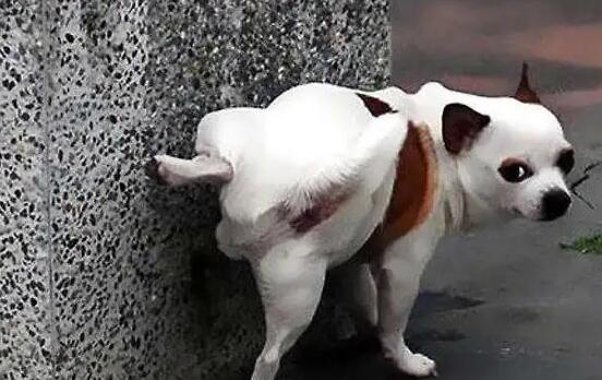狗狗尿很多是什么原因造成的