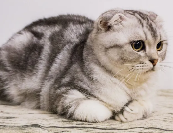 关于折耳猫遗传病，你知道多少？