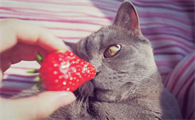 三个月小猫能吃草莓吗