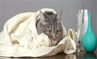 猫咪感冒症状
