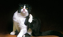 猫尾巴骨折表现是什么