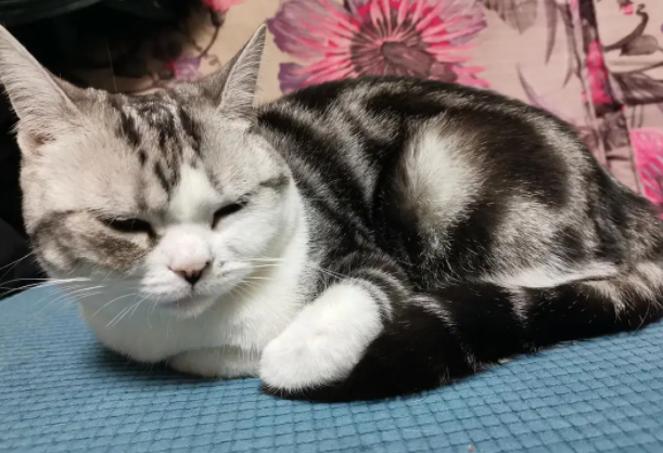 猫咪突然变得没精神，很蔫怎么回事