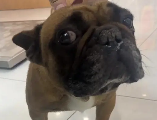 小哥花200从皮具店救下法国斗牛犬 小哥花200从皮具店救下法国斗牛犬