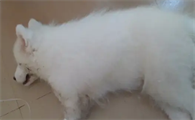 狗不小心吃了蟑螂药会死吗