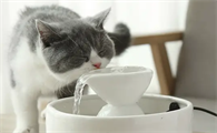 猫咪忘记喂水一天有事吗