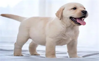 拉布拉多犬幼犬的正确喂养注意事项