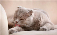 猫不自觉的漏屎怎么解决