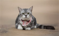 猫多大做驱虫好