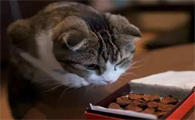 猫有什么不能吃的食物