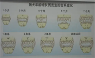 幼犬年龄牙齿对照表
