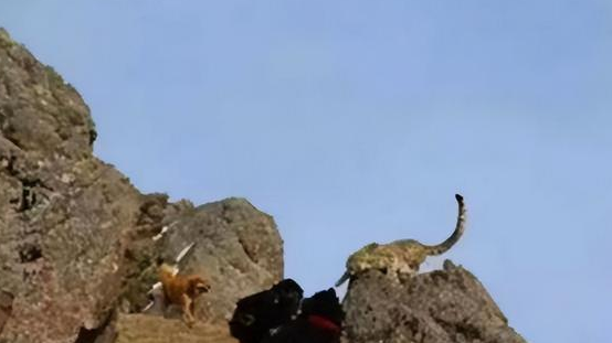 西藏出现6只藏獒围攻野狼，藏獒和狼互相撕咬，最后藏獒一死一