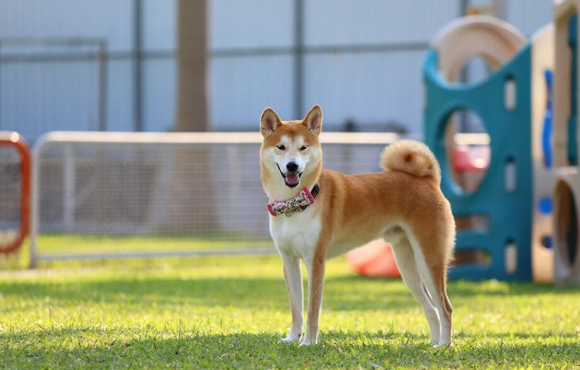 豆柴犬和柴犬有何区别呢?看完你就明白了 豆柴犬和柴犬有何区别呢?看完你就明白了