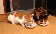猫吃了一个月狗粮没事吧