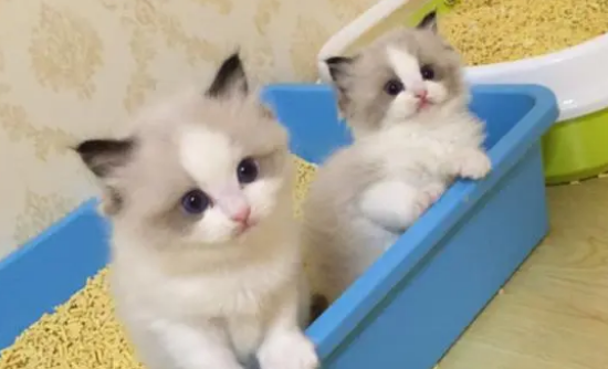 猫咪老拉稀是什么原因引起的 猫咪老拉稀是什么原因引起的