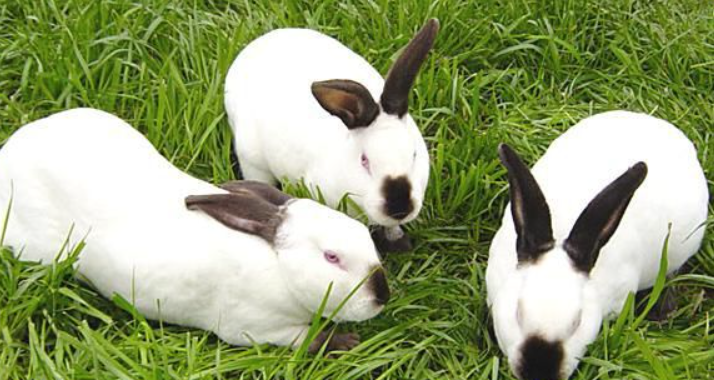 大耳白兔和獭兔有什么区别，感兴趣来看看吧