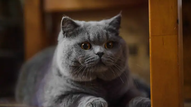 英短蓝猫掉毛是什么原因啊