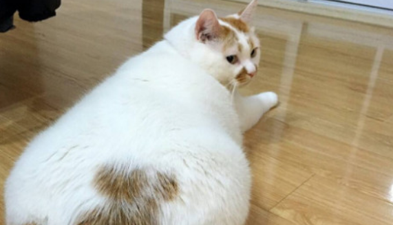 猫咪为什么用屁股对着主人