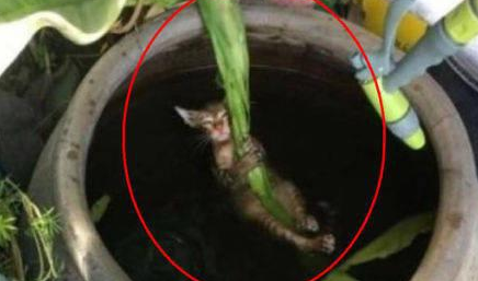 猫咪大意掉水缸，下一秒主人双眼圆睁