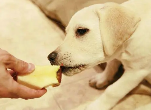 狗不能吃什么水果1