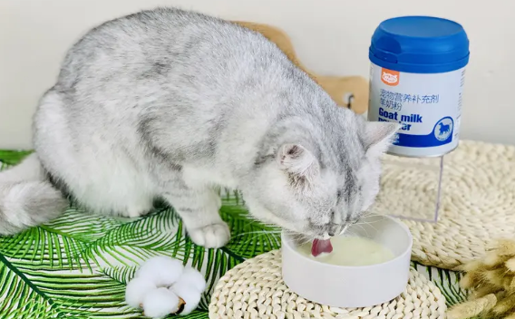 羊奶粉泡猫粮凉了可以吃吗会拉稀吗 羊奶粉泡猫粮凉了可以吃吗会拉稀吗