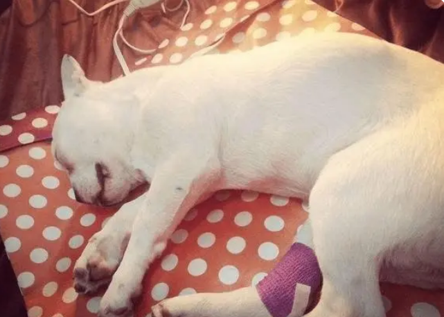 狗狗车祸皮肉分离多久能愈合