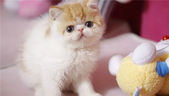 加菲猫掉线什么意思?很多人都不知道 加菲猫掉线什么意思?很多人都不知道