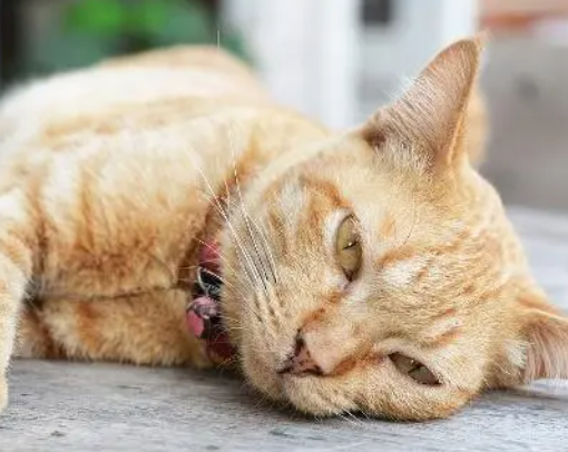 猫咪打喷嚏呕吐是怎么回事 猫咪打喷嚏呕吐是怎么回事