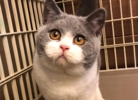猫咪得了肝病还能活多久