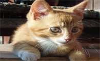 两个月的小猫身上臭能洗澡吗