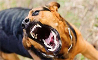 得狂犬病的狗一般最多能活几天呀