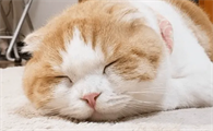 小猫一天睡多久