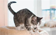 猫喜欢踩奶是什么意思