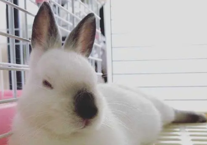 今日科普:喜马拉雅兔怎么养? 今日科普:喜马拉雅兔怎么养?