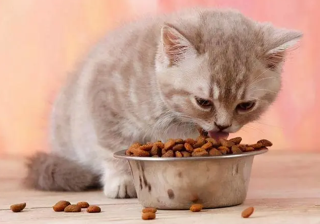 猫可以吃什么零食的猫粮 猫可以吃什么零食的猫粮