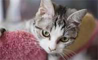 猫咪一直跟着我一直叫是为什么