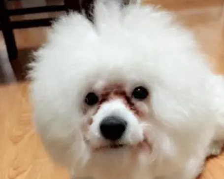 比熊有泪痕是什么原因