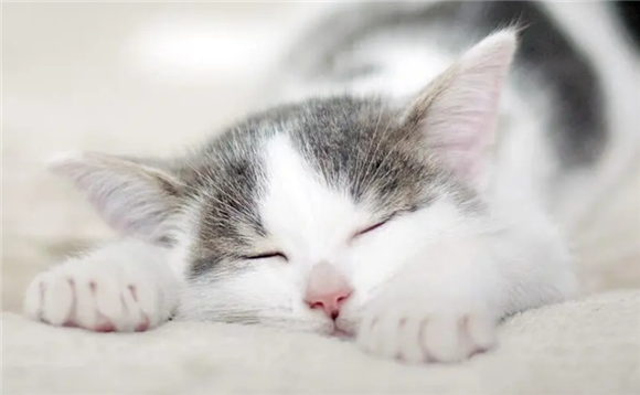 引起猫腹水的原因