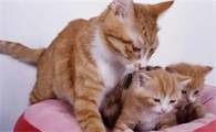 母猫怎么忽然脾气暴躁咬小猫了