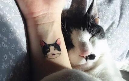 小猫把人当妈妈的行为 小猫把人当妈妈的行为