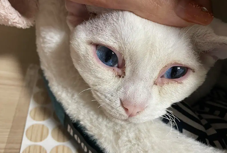 猫得了疝气能活多久